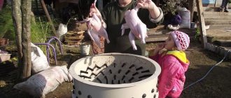Ощипывание птиц